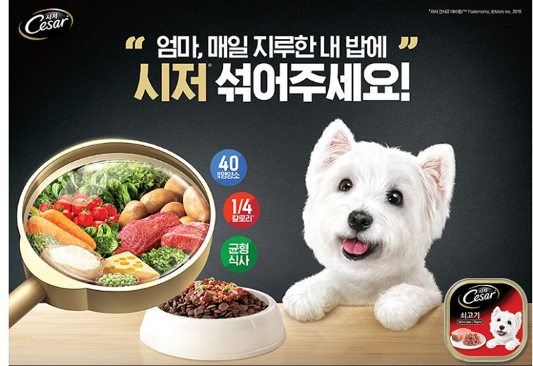 시저 1세 이상 강아지 주식캔